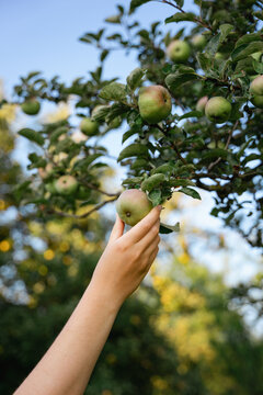 Eine Frau pflückt einen grünen Apfel von einem Baum. Teilabschnitt, Herbst.