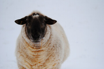 Sheep in Snow