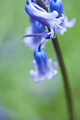 Bluebell macro