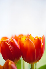 Orange Tulips