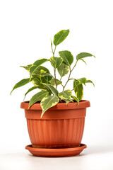 Ficus benjamina in pot. Houseplant weeping fig, benjamin fig, ficus tree isolated on white background