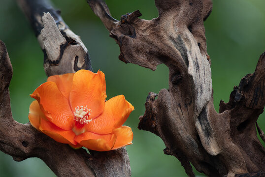  Wax Rose or pereskia bleo flower on nature background.