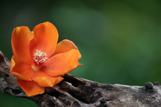  Wax Rose or pereskia bleo flower on nature background.