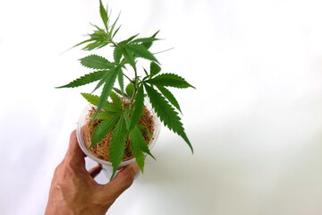 Cannabis seedlings in plastic cups, white background, ready to be planted.