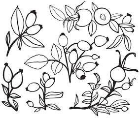 Vector illustration of wild rose. Sketch of berries and leaves, drawing on a white background.