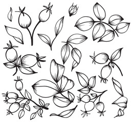 Vector illustration of wild rose. Sketch of berries and leaves, drawing on a white background.