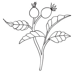 Vector illustration of wild rose. Sketch of berries and leaves, drawing on a white background.