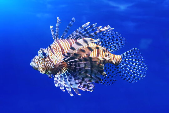 Lionfish (Pterois volitans), also striped lionfish, or zebra fish in blue sea water - one of the dangerous coral reef fish.