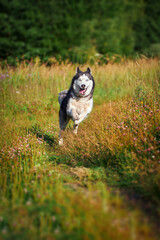 Cheerful funny husky dog quickly runs forward on the grass in sunny evening walk. © Konstantin