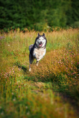 Cheerful funny husky dog quickly runs forward on the grass in sunny evening walk.