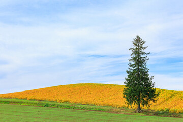 Fototapeta premium 秋のクリスマスツリーの木「北海道美瑛町」