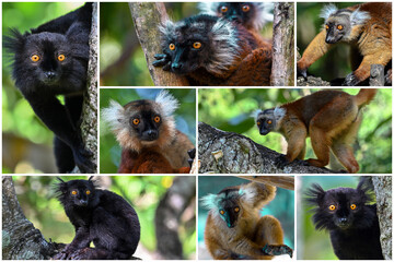Animals of Madagascar – collage of lemurs, Black lemur – male and female ,(Eulemur macaco),  © mirecca