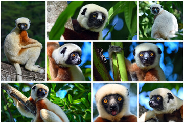 Animals of Madagascar – collage of lemurs, Coquerel sifaka lemur (Propithecus coquereli)  © mirecca