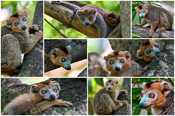 Animals of Madagascar – collage of lemurs, Crowned lemur (Eulemur Coronatus) © mirecca