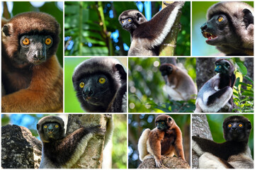Animals of Madagascar – collage of lemurs, Crowned sifaka lemur (Propithecus coronatus)  © mirecca