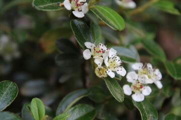 Baumfotografie. Verzweigter Obstbaum. Früher Frühling. Sonniger Tag. Natürlichen Umgebung....