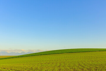夕日に染まる美瑛の丘「秋の北海道」