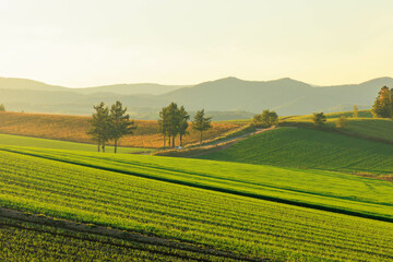 夕日に染まる美瑛の丘「秋の北海道」