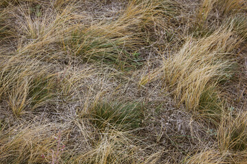 sand dunes in the dunes