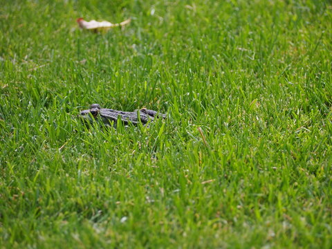 Frosch im gr&uuml;nen Gras