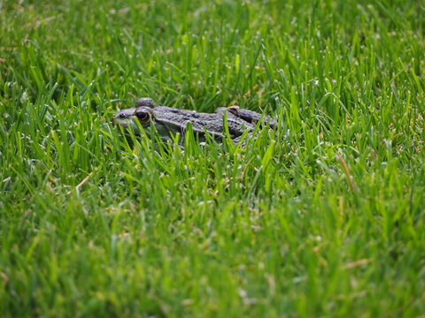 Frosch im gr&uuml;nen Gras