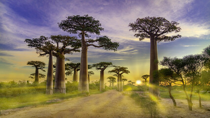 Fototapeta na wymiar Baobab Alley Sunrise, Madagascar nature, 