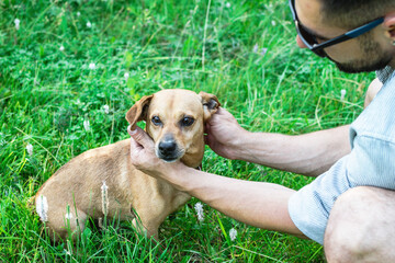 Man is holding dog’s face in hands sitting on a grass in park. Concept friendship of owner and pet.