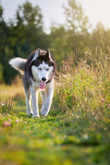 Husky dog on the walk