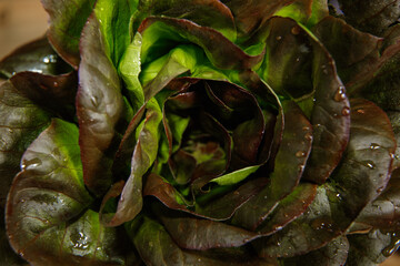 Bunch of fresh lettuce leaves on a dark background. Close-up
