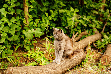 a gray cat sits on the trunk of a felled tree in the park. kennels for homeless animals.