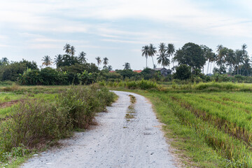 Fototapeta na wymiar The beautiful views of Penang, Balik Pulau. Green paddy field during July.