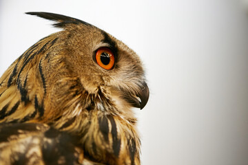 owl on a white background looks into the camera lens