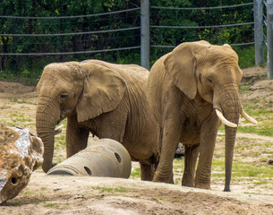 para słoni © Monika