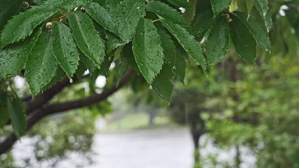 Fotobehang 雨に濡れた木の葉　大雨イメージ © metamorworks