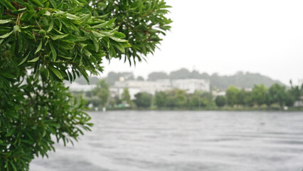 雨に濡れた木の葉　大雨イメージ