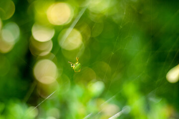 zielony robak w pajęczynie - obrazy, fototapety, plakaty