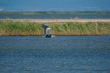 Gray Heron (Ardea cinerea) flying in a blue green lake