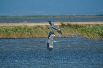 Gray Heron (Ardea cinerea) flying in a blue green lake