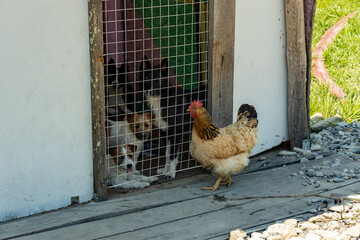 A rooster stands near the paddock with an adult dog and puppies