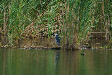 Black-crowned Night Heron (Nycticorax nycticorax) perched on a tree branch in the lake