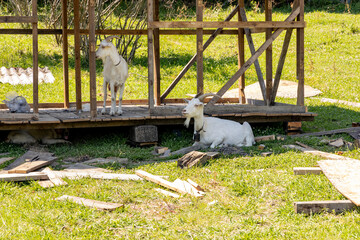 Mountain goats in a wooden enclosure in the form of a gazebo