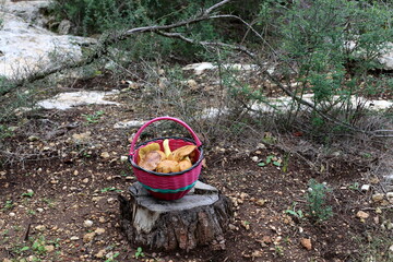 Butterflies in Israel grow on sandy-stony soil in pine forests.
