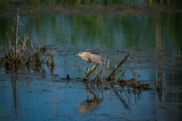 Black-crowned Night Heron (Nycticorax nycticorax) perched on a tree branch in the lake