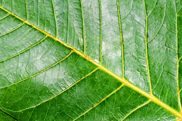 Green leaf texture background, Natural Green Leaf Pattern