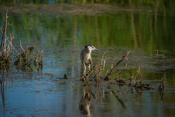 Black-crowned Night Heron (Nycticorax nycticorax) perched on a tree branch in the lake