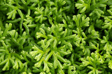 Green leaves background in the forest