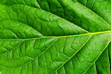 Fototapeta na wymiar Green leaf texture background, Natural Green Leaf Pattern