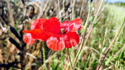 poppy flowers in the field