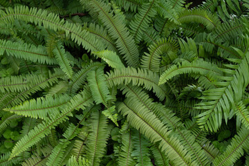 Fern leaves background in the forest