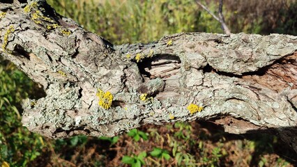 bark of a tree